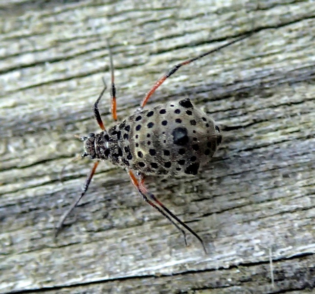 Tuberolachnus salignus (Aphididae)